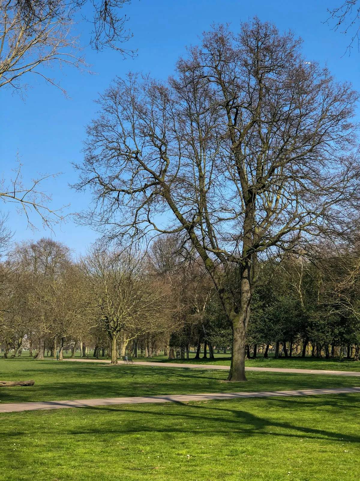 Battersea Park along the Thames